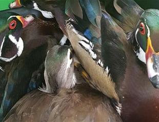 56 smuggled wild species seized, three suspects detained in Istanbul