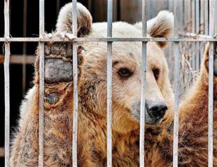 Mosul zoo lion and bear flown out of Iraq