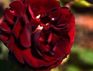 Halfeti rose scents the world with perfume