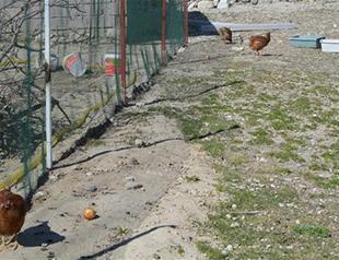 Fears of bird flu in Turkey grow after second suspected case