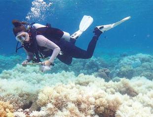 Vinegar offers hope in Barrier Reef starfish battle