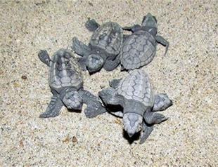 Caretta carettas start spawning on Turkey’s İztuzu beach