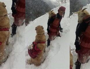 Shepherd girl and her dog rescue new-born goat and its mother in Turkey’s Rize