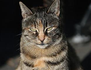 Cats on Istanbuls Heybeliada island enjoy winter tranquillity