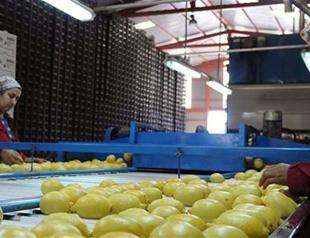 Most employees working very long hours in Turkey