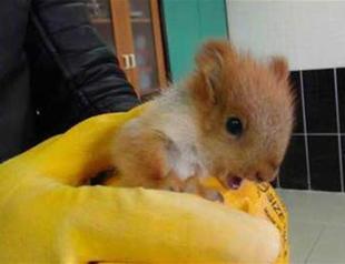 Baby red squirrel found in Turkey’s east