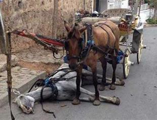 Use with carriages shortening horses’ life expectancy by 90 percent: Report
