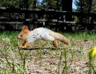 Baby red squirrel released back into nature after treatment