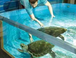 Wounded caretta caretta recovers after second surgery in Turkey’s Istanbul