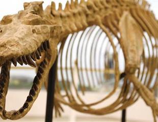 Extinct animals to be featured at Gaziantep museum