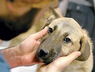 Puppy stuck in well rescued after 10 days in Istanbul