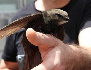 Swift found on land in central Turkish province