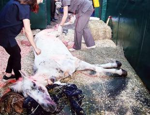 Horse struggles to live in Istanbul