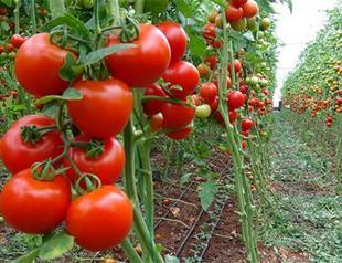 Iraq bans tomato imports from Turkey after Russia