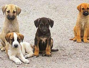 Selling of cats, dogs at pet shops to be banned across Turkey: Ministry