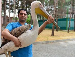 Pelican released into lake