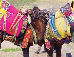 Camel culture to live on in book