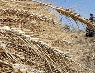 Turkey denies restricting Russian agricultural imports