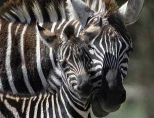 New-born zebra becomes mascot of zoo in Turkey’s İzmir