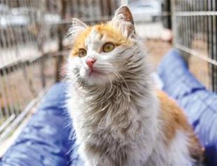 Cat rescued from Syria’s al-Bab seeks new home in Turkey