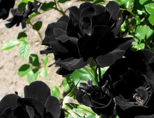 Halfeti’s black rose to grow in greenhouse