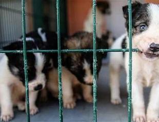 Hunger strike for animals continues