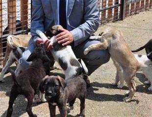 39 pitbulls undergo rehab after being seized in operations in Turkey’s Manisa