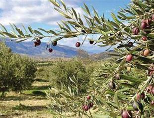 Gov’t pulls back olive groves code after opposition move