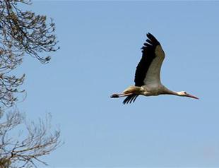 Study reveals stork traveled 7,000 kilometers from Turkey’s Samsun