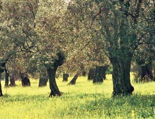 Producers lobby in Ankara bid to halt controversial draft law on olive groves