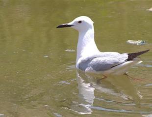 Endangered birds to be tracked with radar system in Turkey