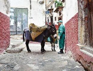 Donkeys at dawn: A rubbish job in the Algiers Kasbah