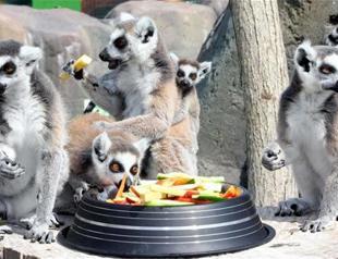 Team prepares special meals for municipal zoo animals in Eskişehir