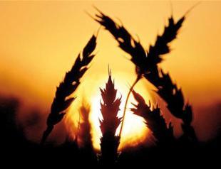 Moscow, Ankara ‘to discuss Russian grain supplies to Turkey’