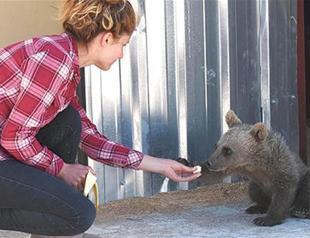 Bear cub sent to Turkeys Bursa by air