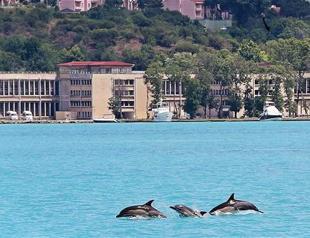 Dolphins photographed swimming in turquoise-colored Bosphorus waters