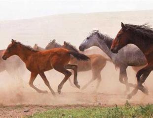 400 wild horses gallop through Turkey’s Cappadocia