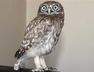 Owlet found in village in east Turkey