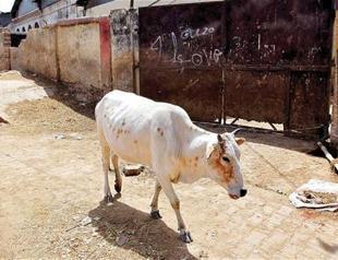 Killing people over cows ‘not acceptable’, says India’s Modi