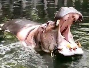 World’s ‘oldest’ hippo dies at Philippine zoo