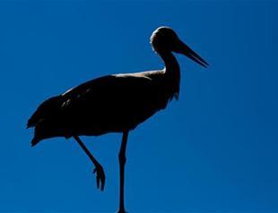 Turkey’s only ‘stork festival’ ends