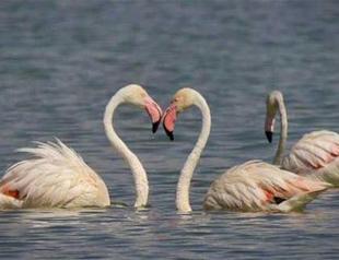 Road construction plans over flamingo sanctuary in Turkey’s west stir debate