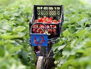 Strawberry producers in Silifke aim to boost exports amid Russia difficulties