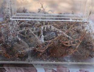 Turkish ministry releases millions of bugs into forests to prevent harmful insects