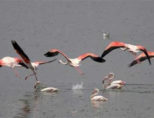 Baby flamingos start walking in Tuz Lake