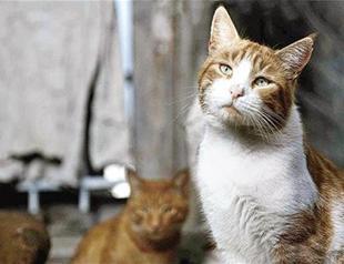 Party for stray animals in Istanbul