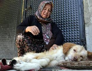 Woman succeeds to make her paralyzed dog move after intensive efforts in Turkey’s Zonguldak
