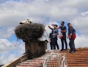 Ağlı municipality cares for stork chicks