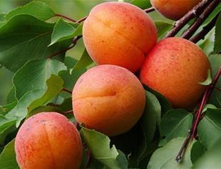 Turkey’s Malatya apricots get coveted EU geographical brand