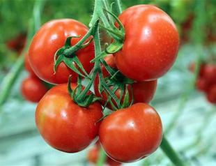 Turkey seeks compromise over Russian ban on its tomatoes